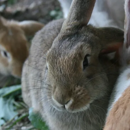 Guest house Bauernhof Hoenigshof Fischbach