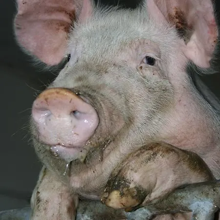 Bauernhof Hoenigshof Guest house 3*