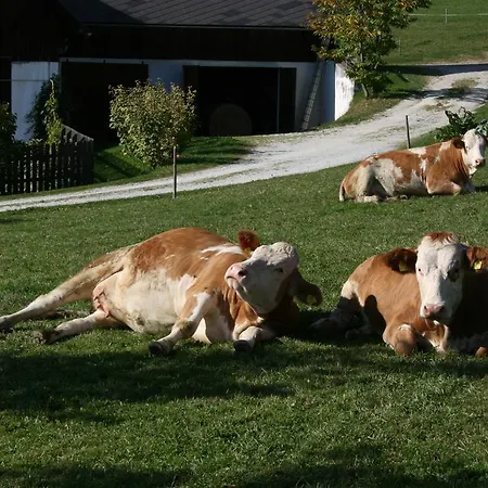 Guest house Bauernhof Hoenigshof
