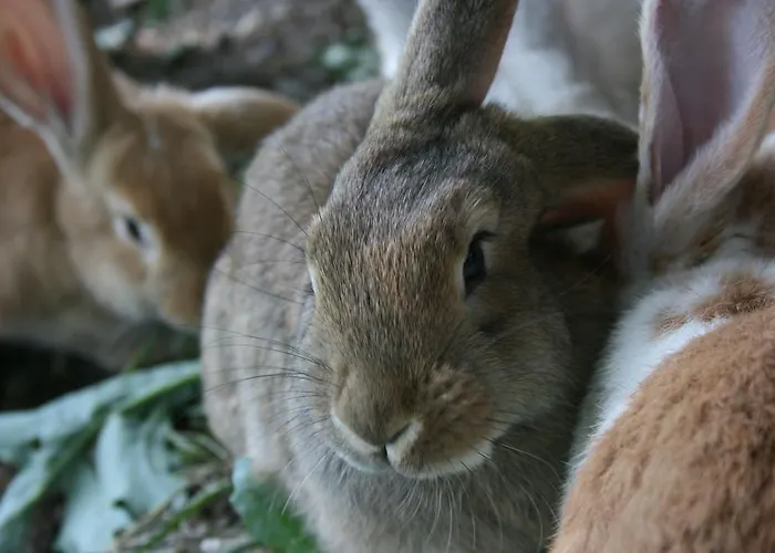 Pensión Bauernhof Hoenigshof Fischbach
