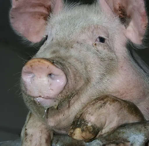 Bauernhof Hoenigshof Vendégház 3*